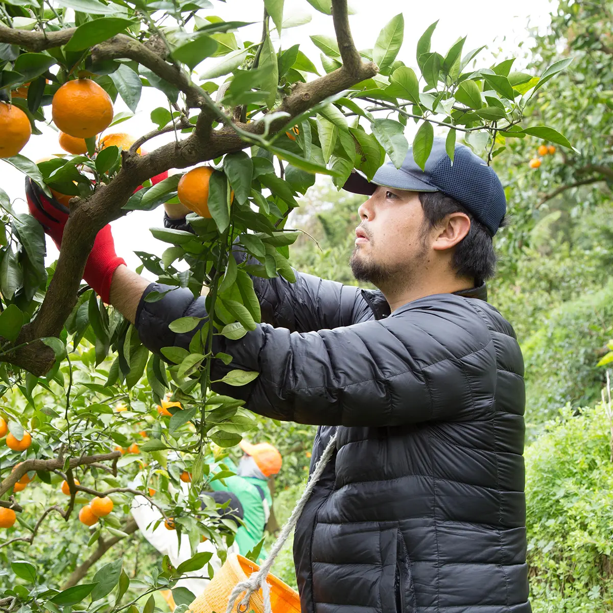 樹上熟成 灯みかん