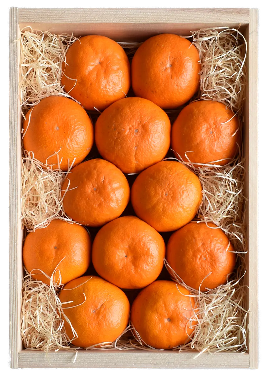 樹上熟成 灯みかん