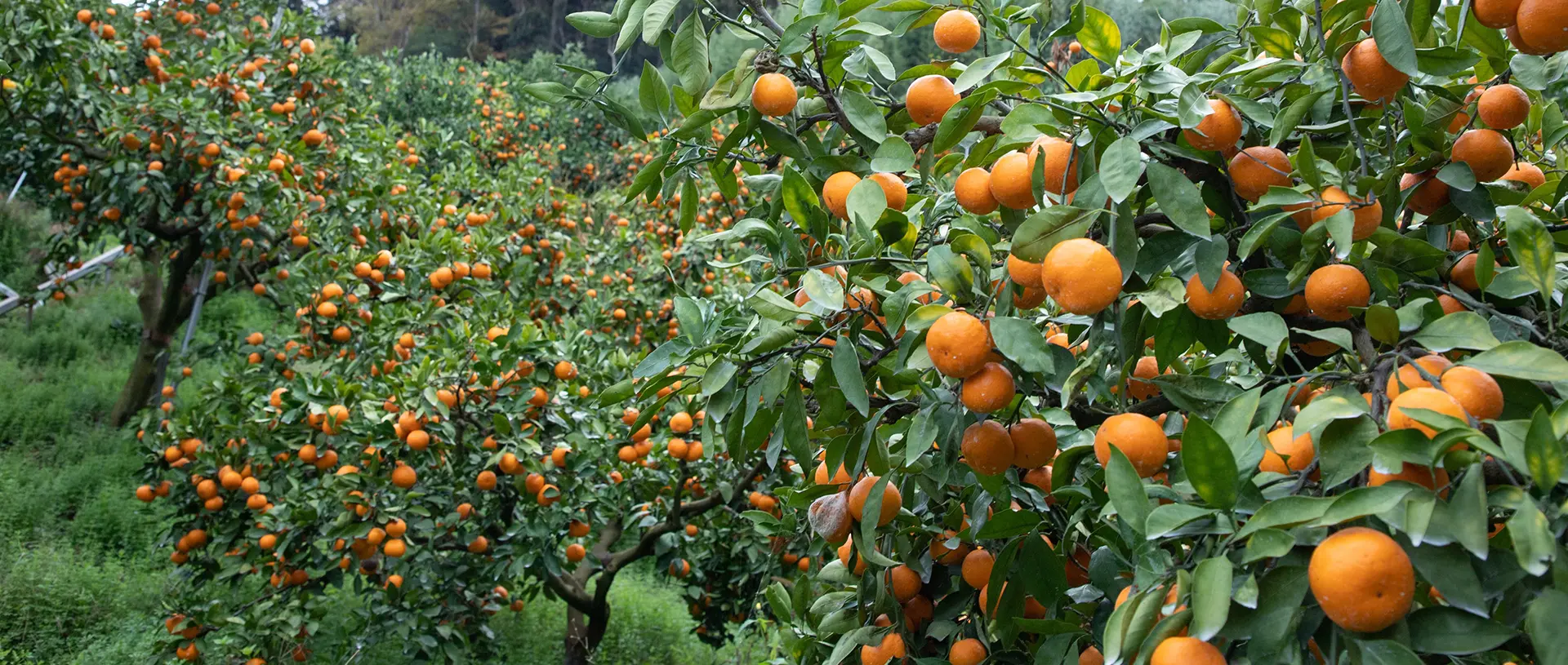 まつさか農園のみかん畑
