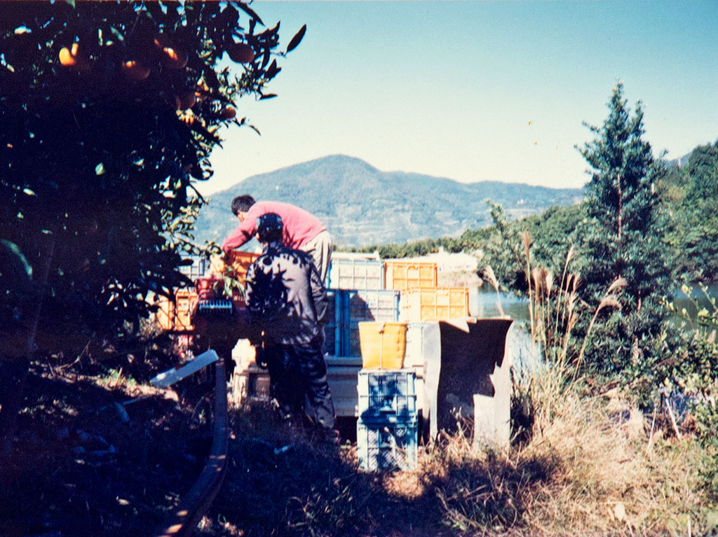 ５０年以上に渡り三世代でみかんを育てています。