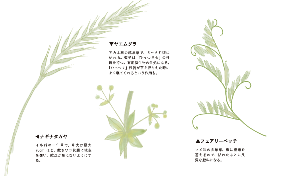 「ナギナタガヤ」や「ヤエムグラ」「ヘアリーベッチ」