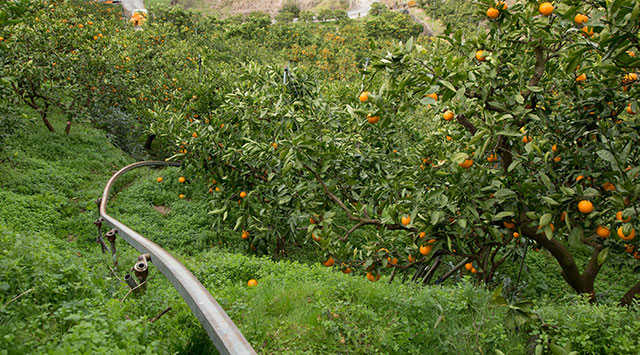 長い時間をかけて「土」を作る草生栽培。